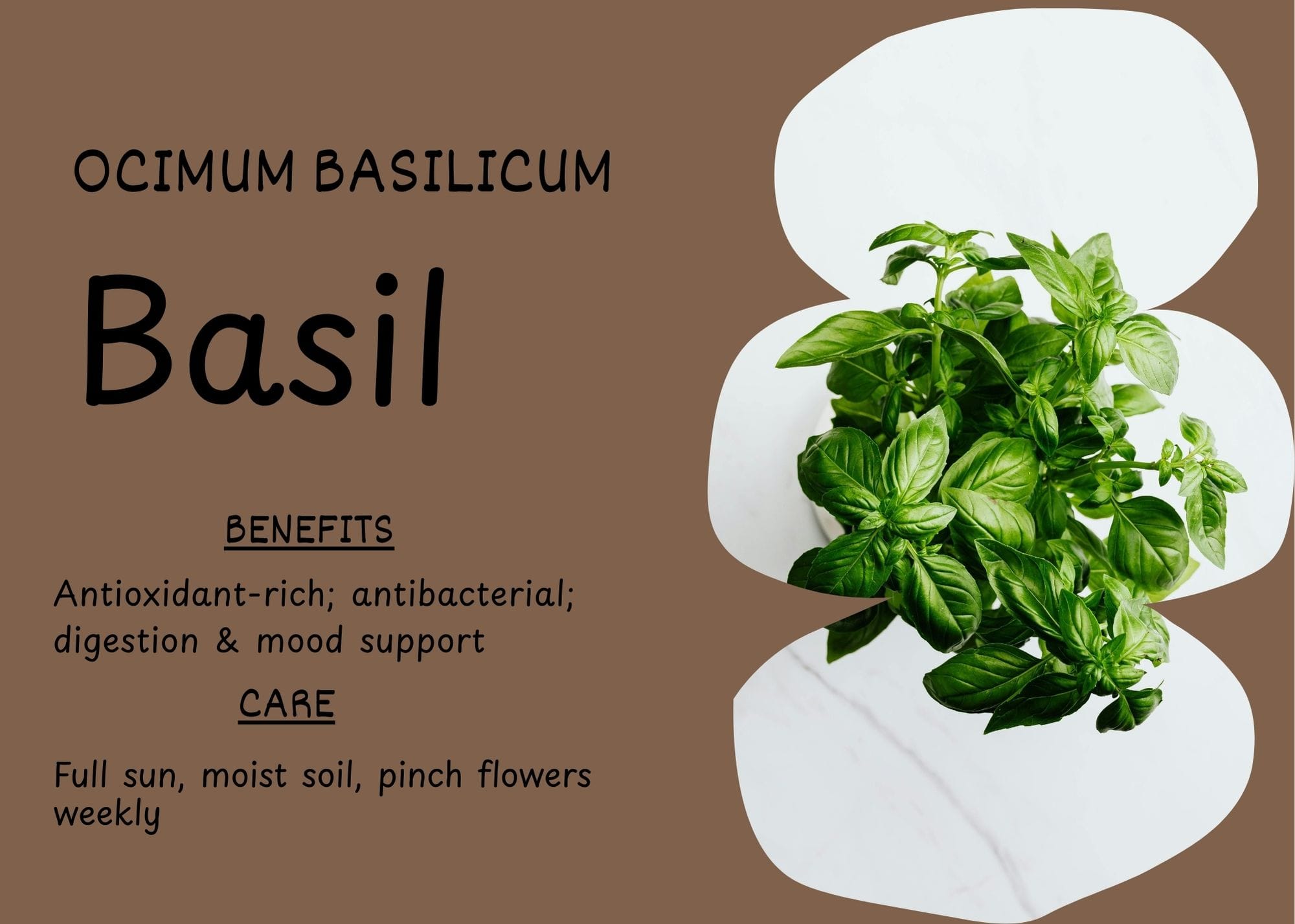 Fresh basil plant in a white pot showcasing vibrant green leaves.