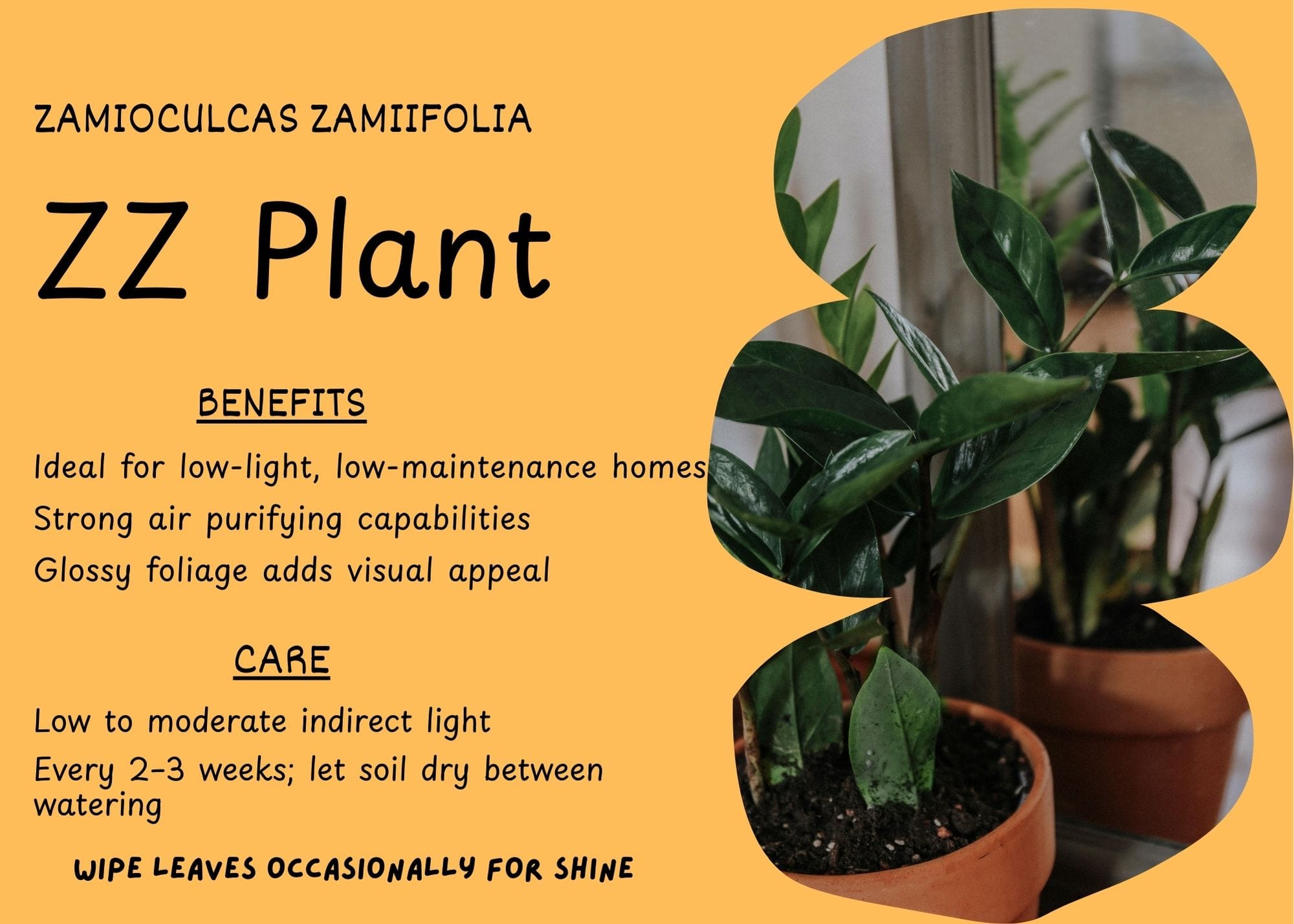 ZZ Plant (Zamioculcas zamiifolia) with glossy, dark green leaves in a pot.
