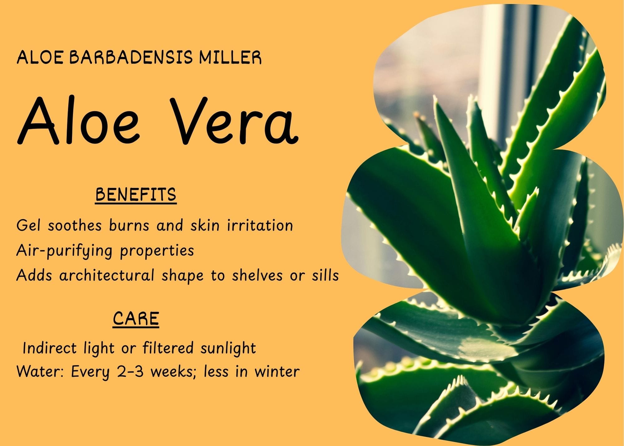 Aloe Vera plant with thick, spiky green leaves in a small pot.
