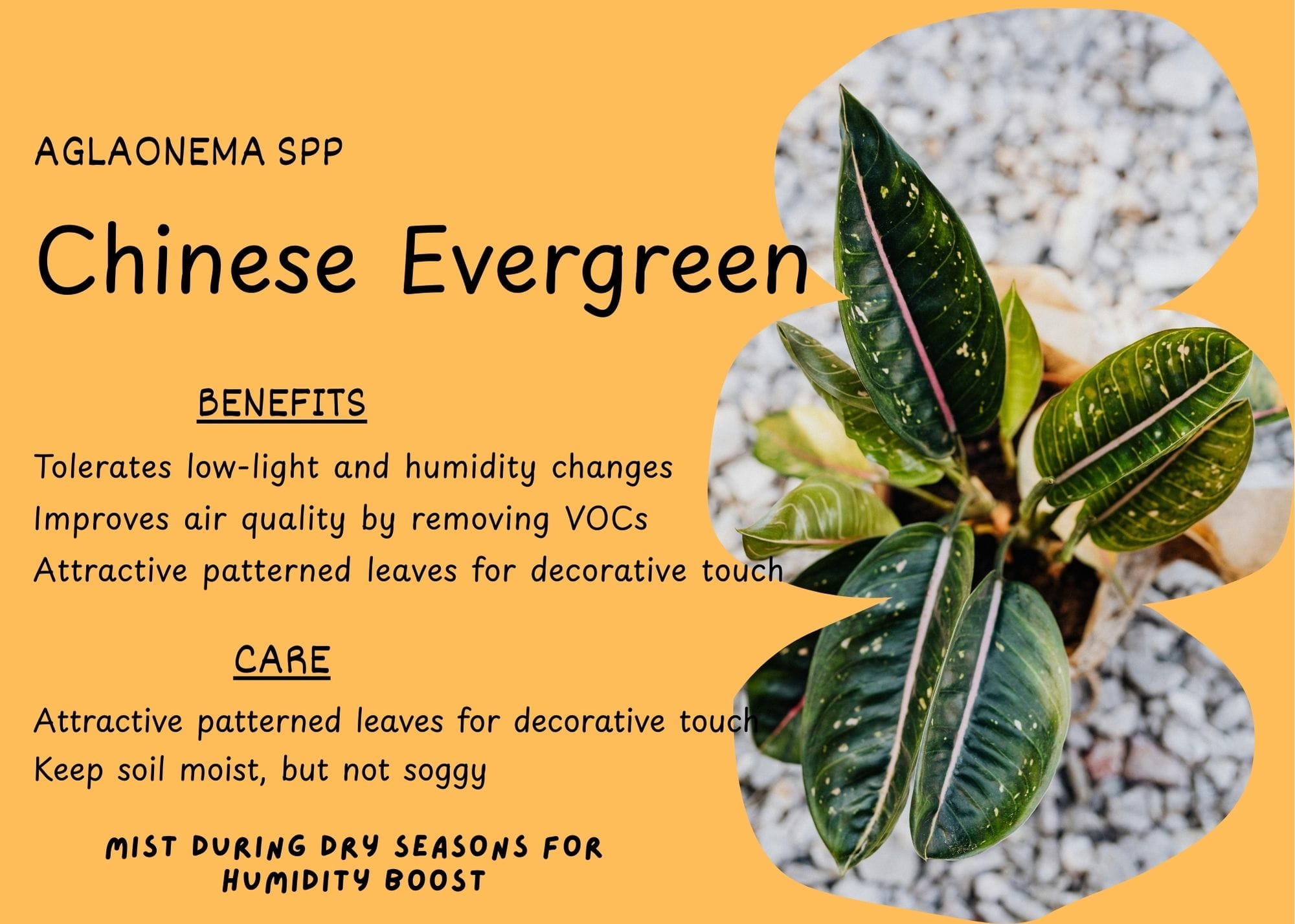 Chinese Evergreen (Aglaonema spp) with variegated green and silver leaves