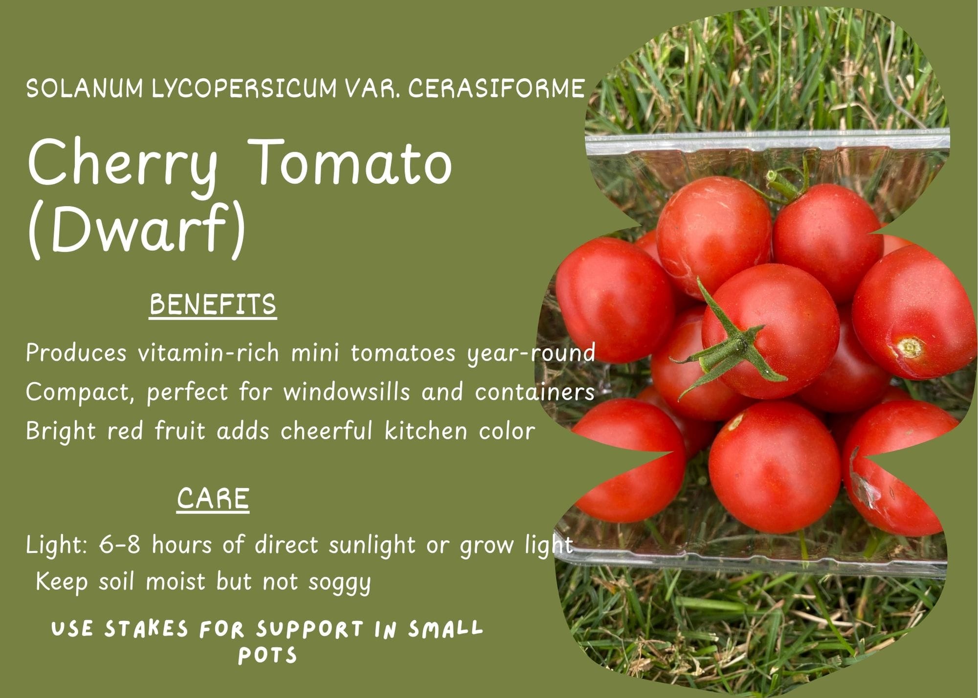 Cherry Tomato plant (Solanum lycopersicum) with small red fruits and green leaves.