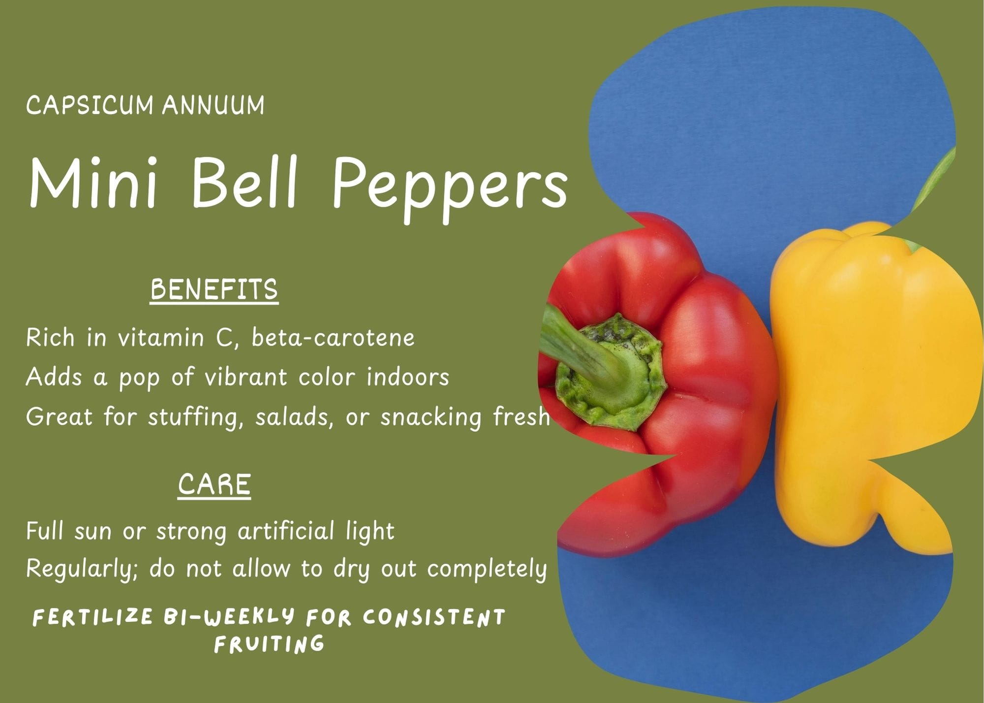 Mini Bell Pepper plant (Capsicum annuum) with vibrant green leaves and small peppers.