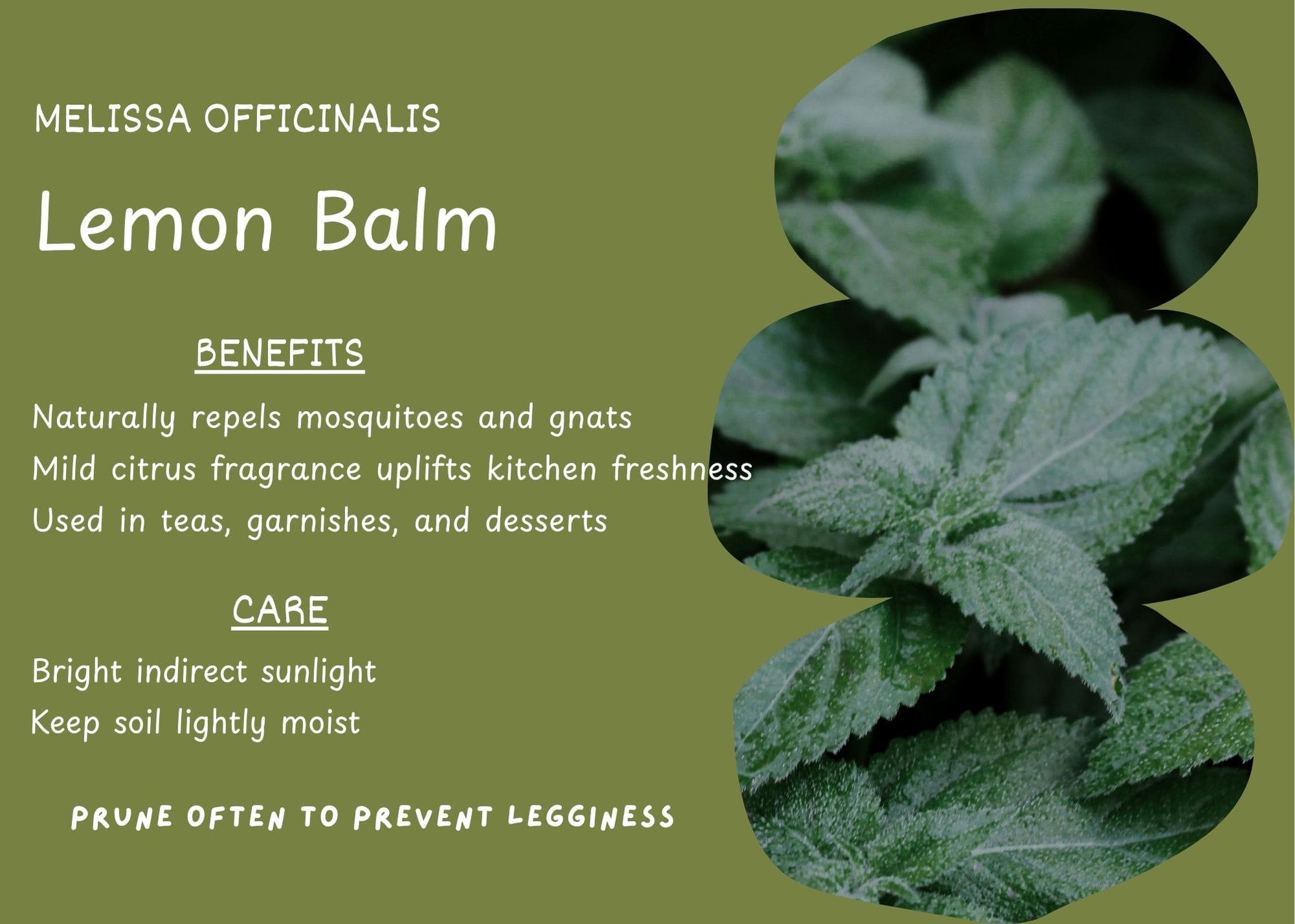Lemon Balm plant (Melissa officinalis) with bright green, serrated leaves