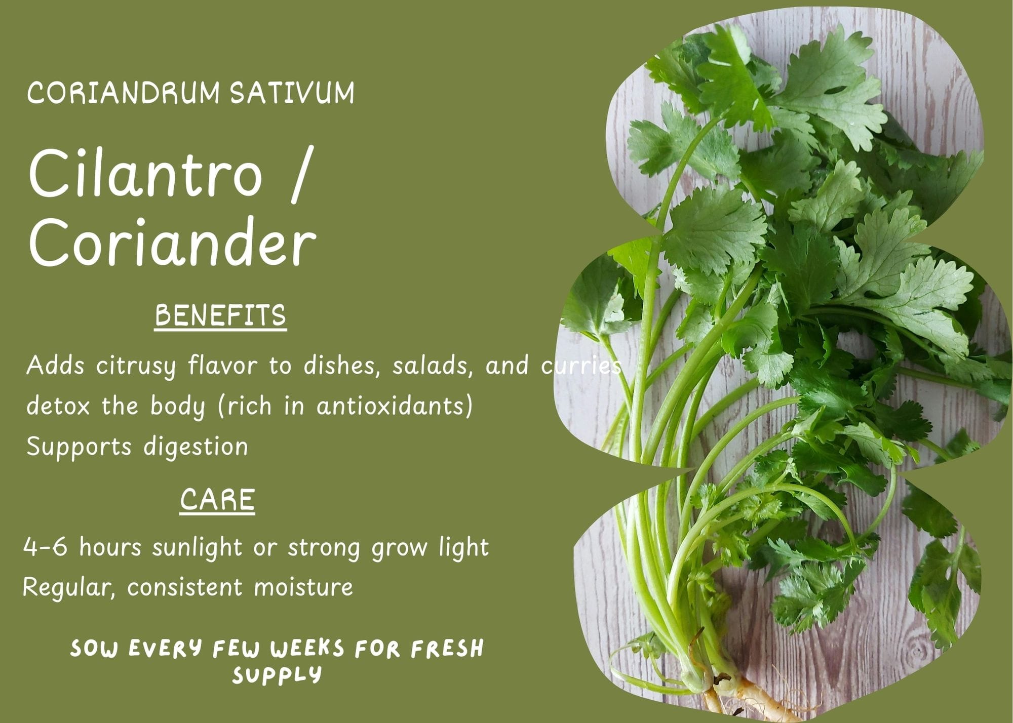 Cilantro plant (Coriandrum sativum) with delicate green leaves and thin stems