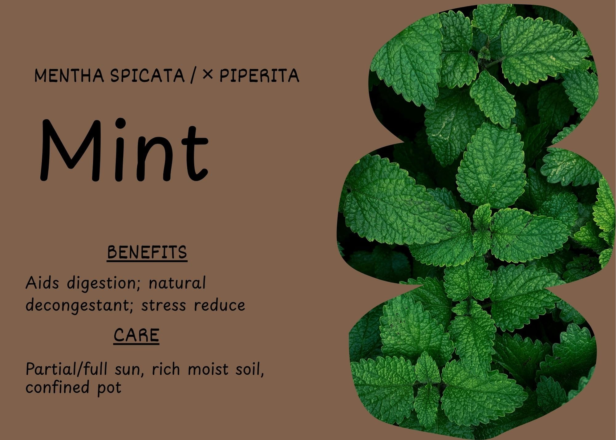 Close-up of mint leaves with deep green, textured surfaces