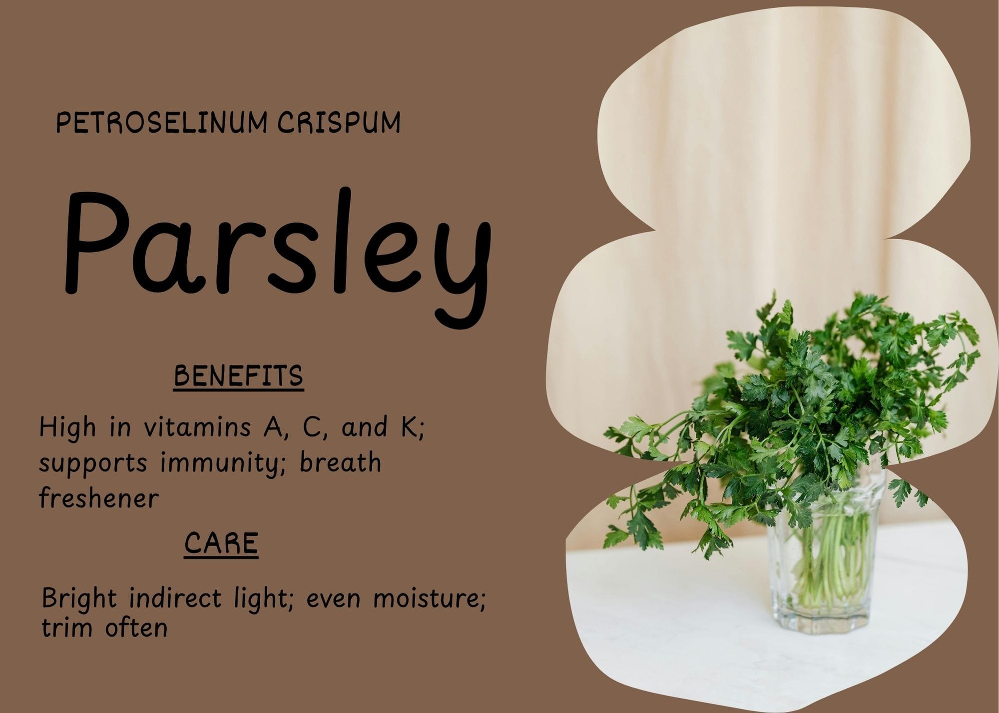 Fresh parsley bouquet in a glass jar on a white surface.
