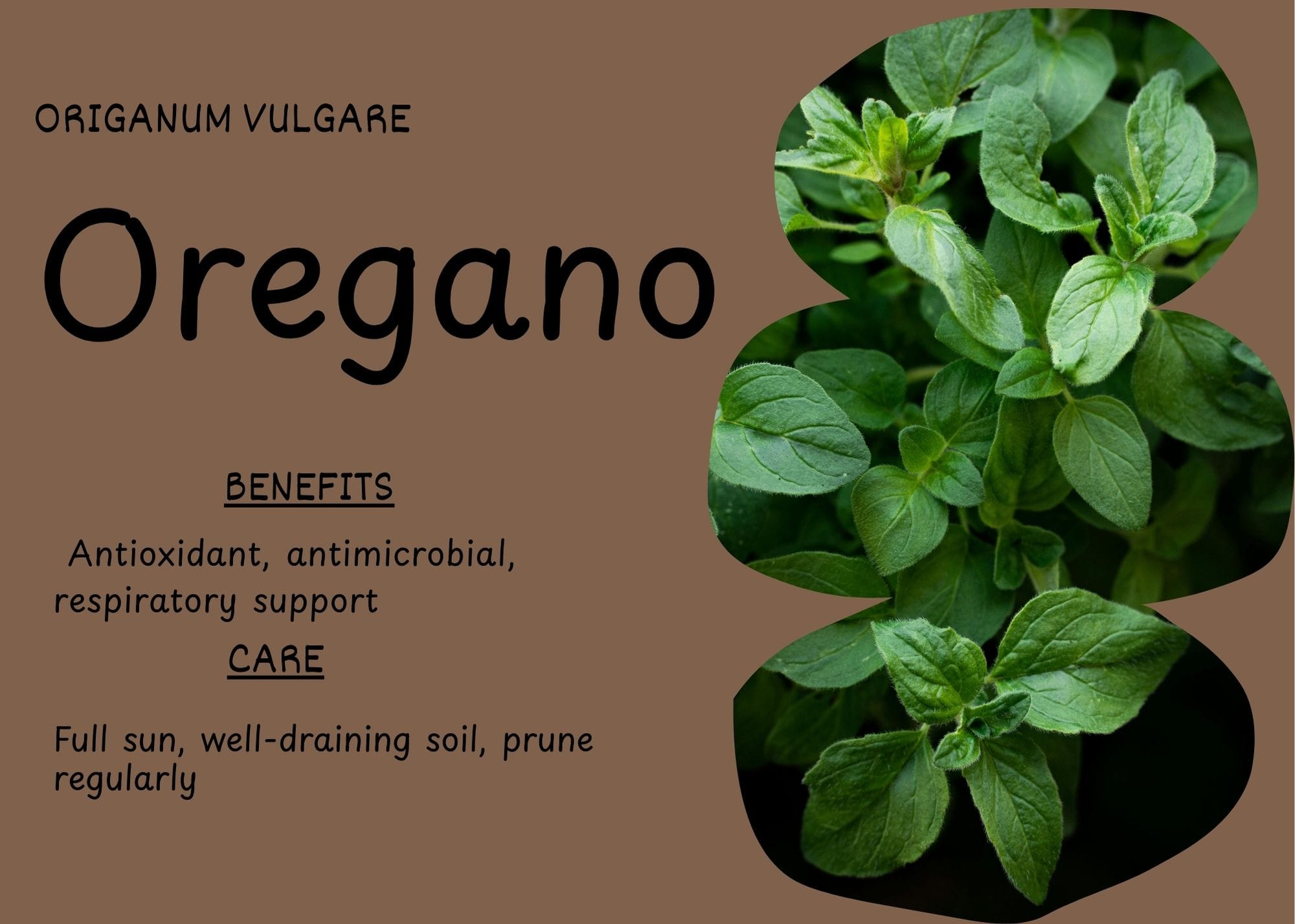 Healthy oregano leaves growing densely in a kitchen setting.