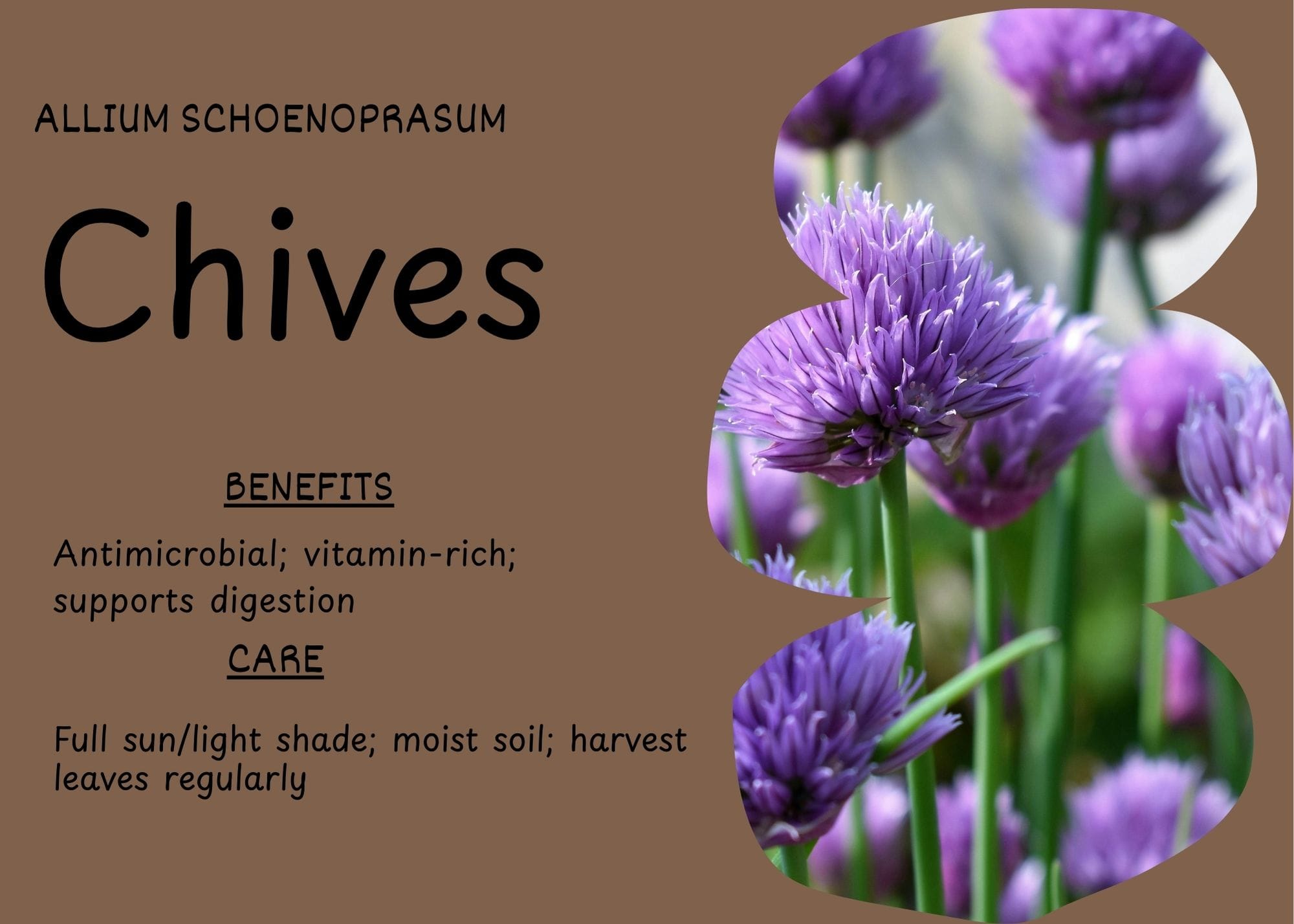 Close-up of Allium schoenoprasum (Chives) plant with green stems and purple flowers.