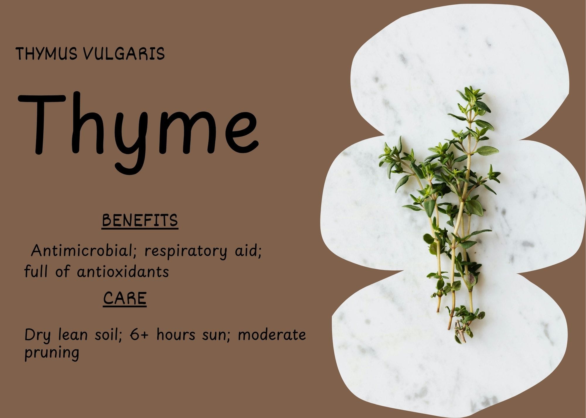 Sprigs of thyme are placed on a white marble background.