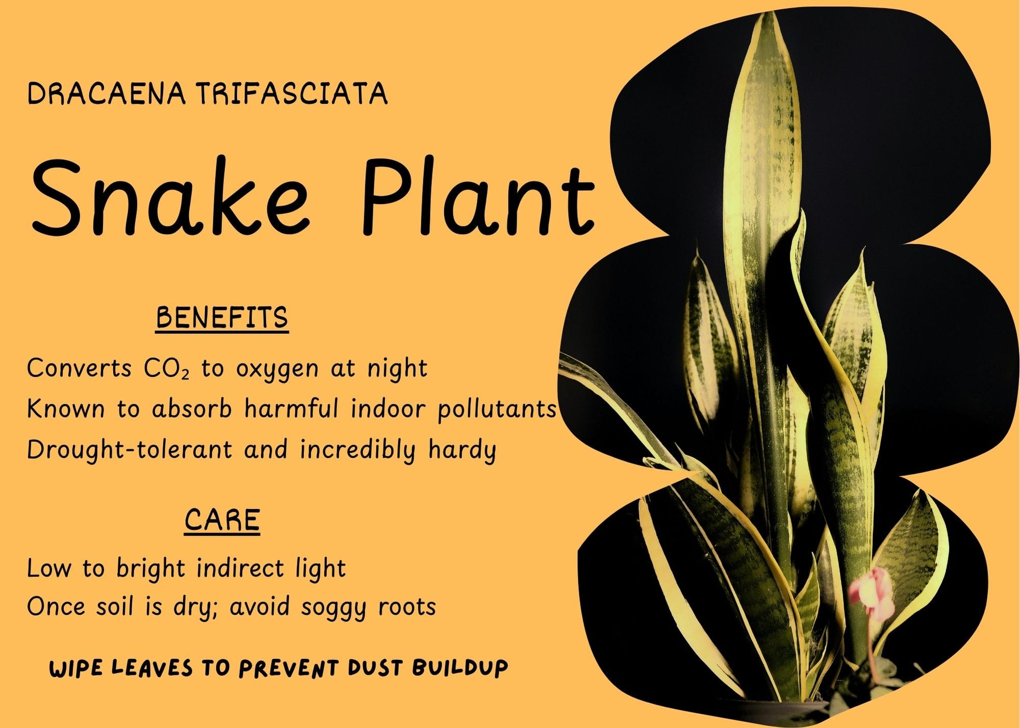 Snake Plant (Dracaena trifasciata) with tall, upright sword-like leaves featuring green and yellow variegation.