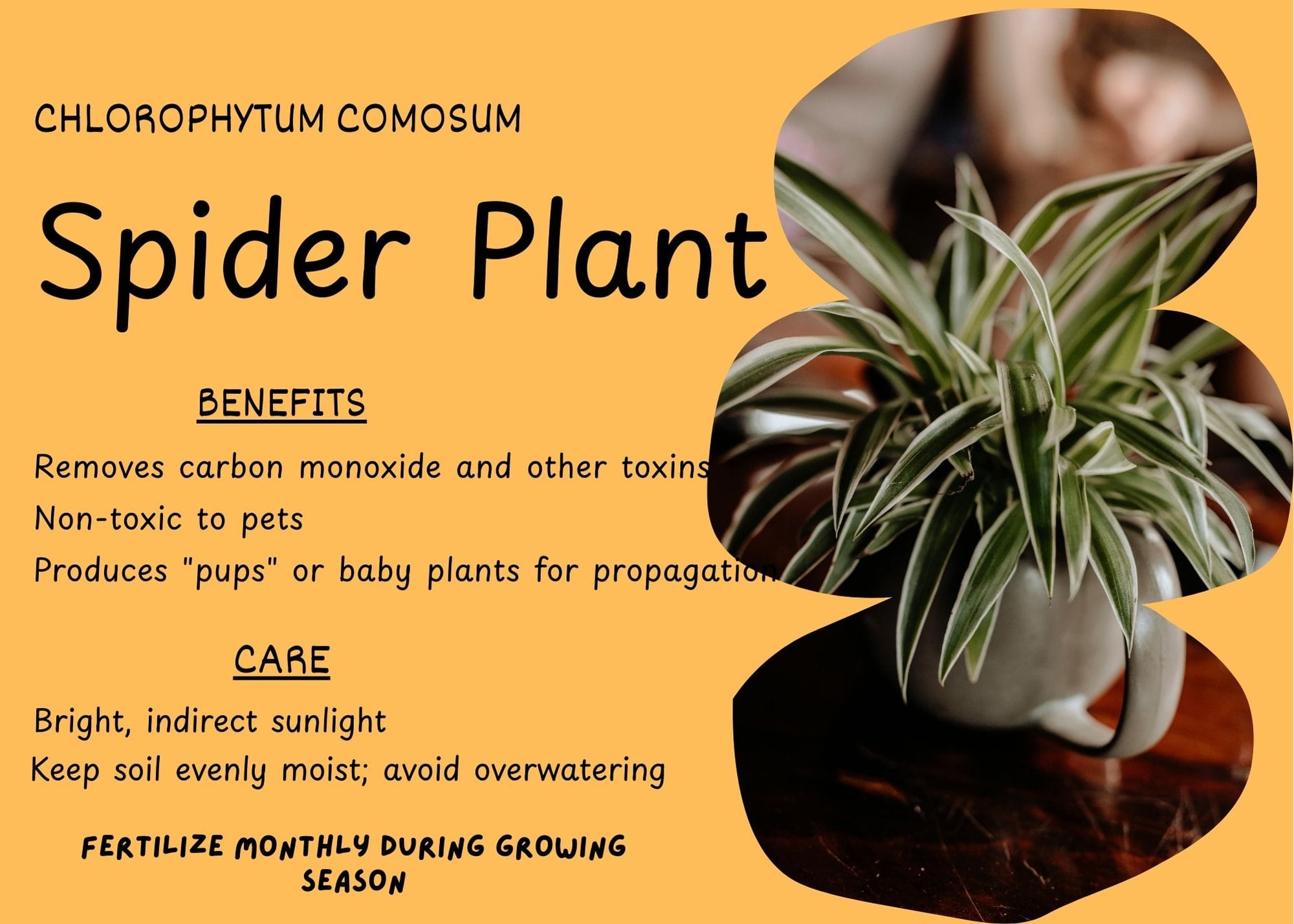 Spider Plant (Chlorophytum comosum) with long, arching green and white striped leaves.