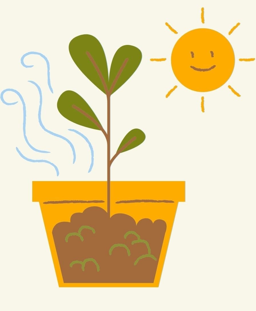 Illustrated kitchen planting guide showing optimal locations for different types of plants