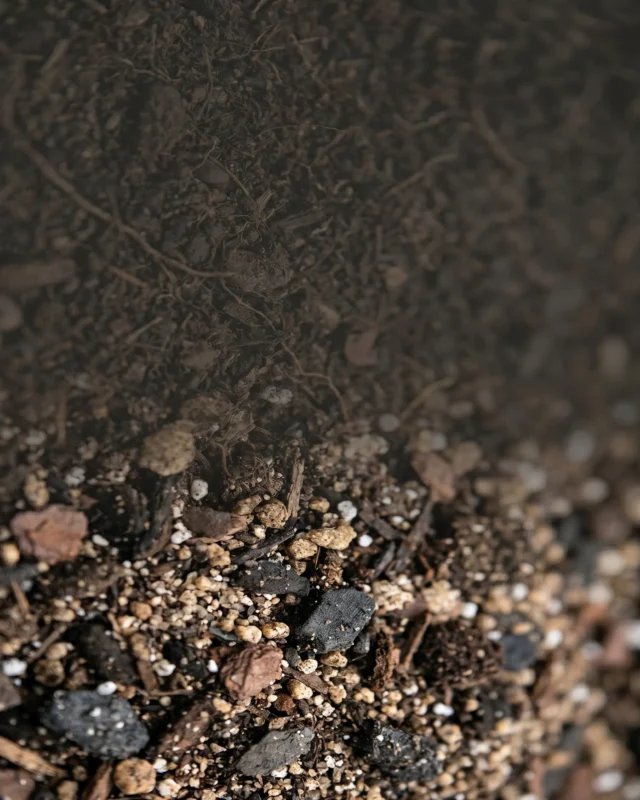 High-quality potting soil mix showing healthy texture and organic matter for indoor gardening.